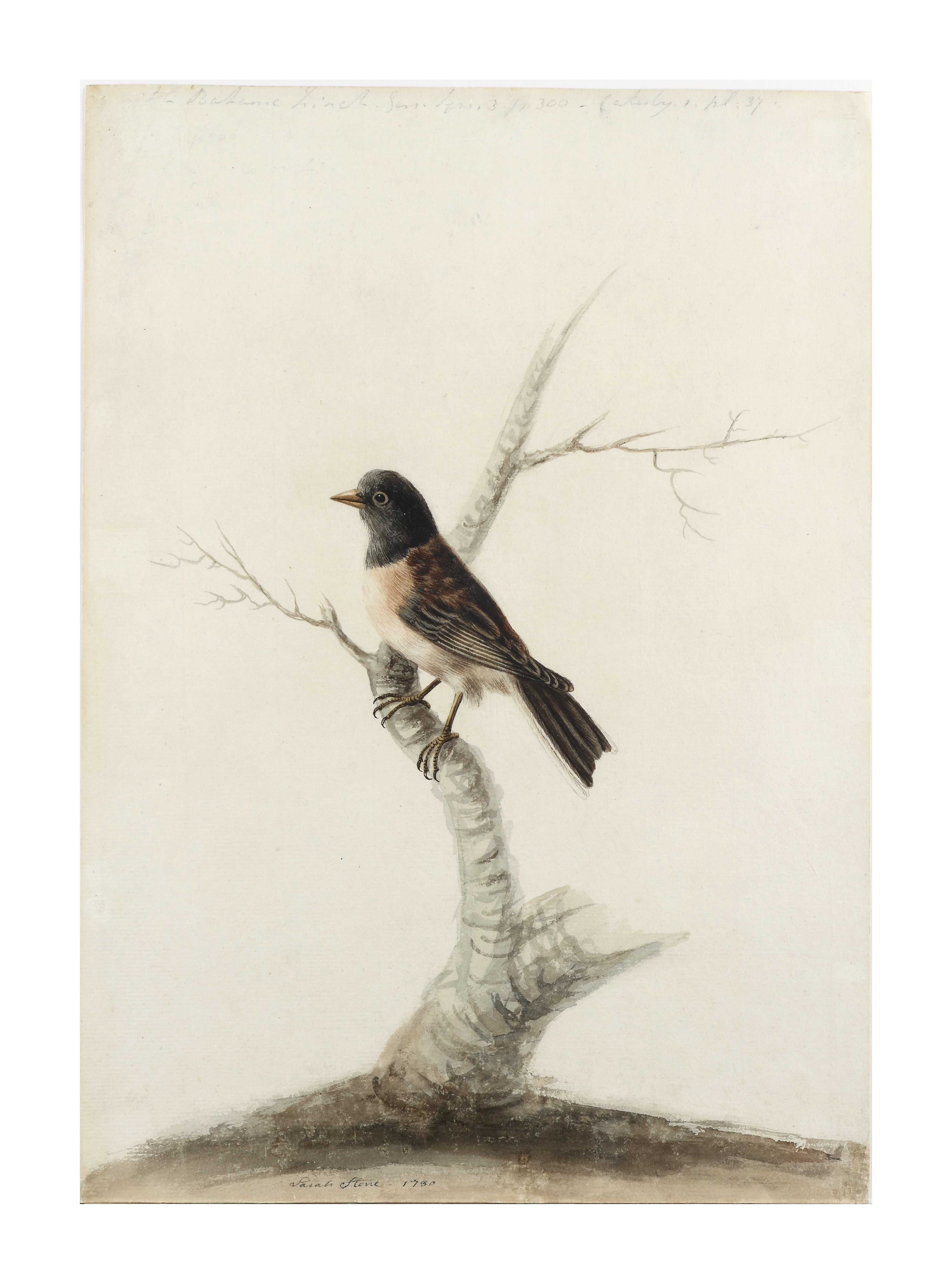 Sarah Stone (1760 - 1844)